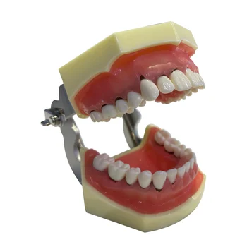 Модель зубов, модель стоматологических упражнений, модель патологии полости рта, съемный зуб