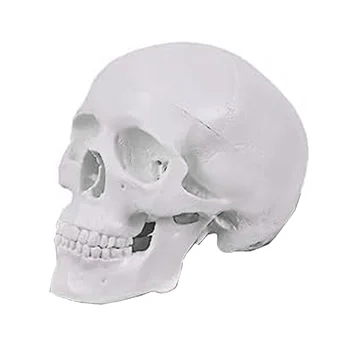 Мини-модель человеческого черепа, 3 части, анатомическая модель черепа со съемной черепной крышкой и сочлененной нижней челюстью
